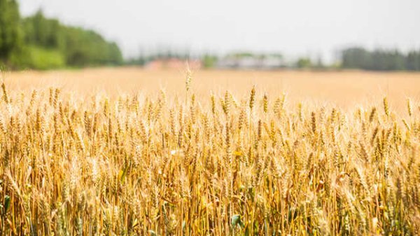 天载配资 第十五届金砖国家农业部长会议在巴西利亚召开